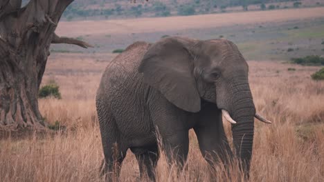 Solitary-african-elephant-striding-in-savannah-grassland,-slow-motion