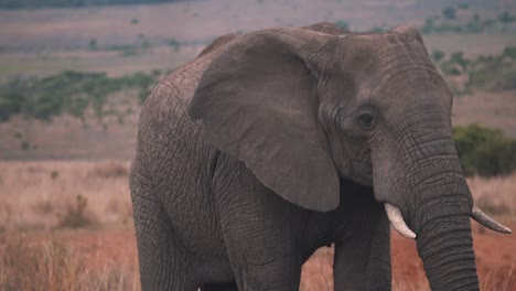Elefante-Africano-Solitario-Caminando-En-Pastizales-De-Sabana,-De-Cerca
