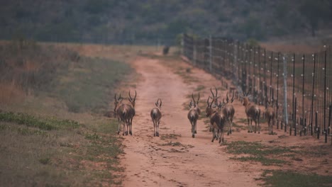 Afrikanische-Blesbuck-antilopenherde,-Die-Auf-Der-Savannah-Road-Entlang-Des-Zauns-Geht
