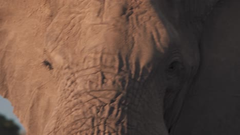 Elefante-Africano-Al-Atardecer-Girando-Su-Rostro-Hacia-La-Cámara,-De-Cerca