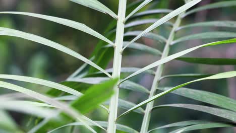 Close-Up-of-a-Green-Palm-Leaf-Panning-Up-the-Stem