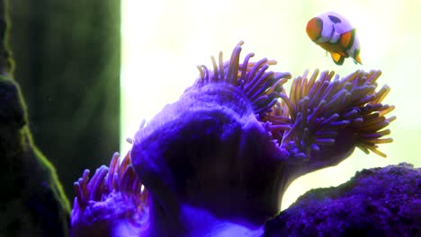 Ein-Fisch,-Der-In-Der-Koralle-In-Einem-Aquarium-Herumschwimmt