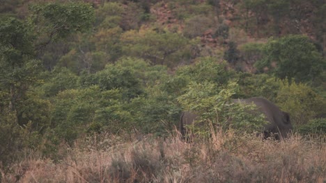 Rinoceronte-Blanco-Pastando-En-Arbustos-De-Sabana-Africana,-Orejas-Aleteando