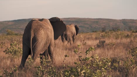 Two-african-elephants-grazing-in-savannah-grass,-backside-shot
