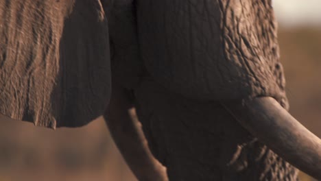 Nahaufnahme-Von-Ohr,-Mund-Und-Stoßzähnen-Des-Afrikanischen-Elefanten-Im-Abendsonnenlicht