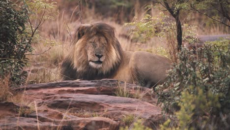 Lion-lying-on-rock-in-savannah-squeezing-his-eyes-shut,-slow-motion