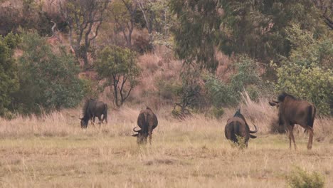 Common-wildebeests-grazing-in-windy-african-savannah