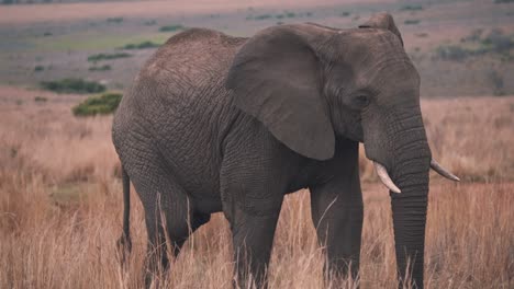 African-elephant-striding-in-grassy-savannah-plains,-slow-motion