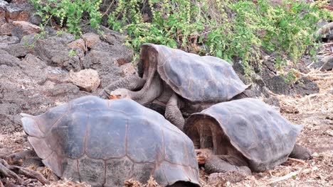 A-Creep-of-Giant-Galapagos-Tortoise-Resting-on-A-Rocky-Terrain-While-One-Walks-Around-on-Galapagos-Island---Tracking-Shot