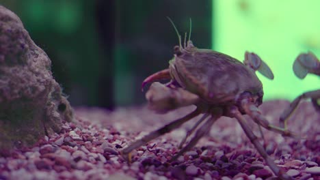 Crab-slowly-walking-away-from-camera-with-blurry-green-background
