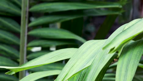 Close-Up-of-Green-Palm-Leaves-Blowing-in-the-Breeze