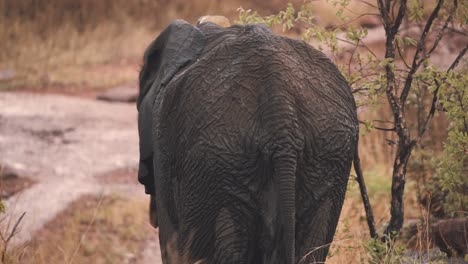 Wet-backside-of-walking-African-elephant,-slow-motion