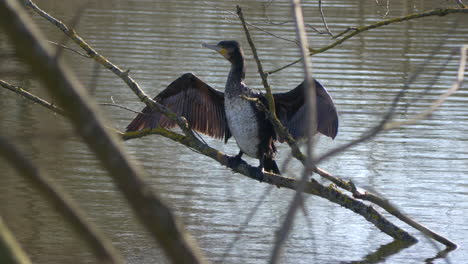 a-cormorant-sits-with-spread-wings-on-the-branches-of-a-tree-on-the-shore-of-a-lake