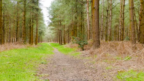 Backward-moving-shot-of-gravel-pathway-through-the-Thetford-forest,-Brandon,-United-Kingdom-on-a-cloudy-day