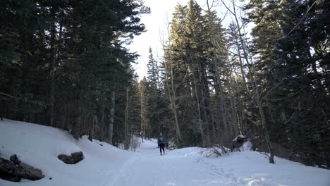 Wanderer-Geht-Im-Winter-Verschneiten-Pfad-Hinauf,-Umgeben-Von-Immergrünen-Bäumen,-4k