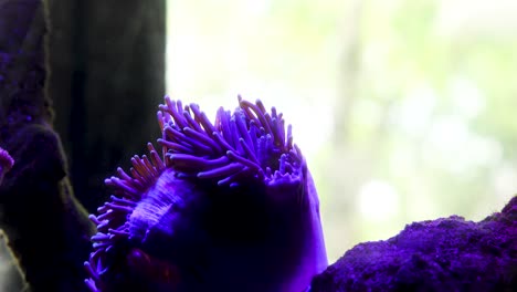Ein-Schöner-Fisch,-Der-In-Einem-Aquarium-Mit-Der-Koralle-Herumschwimmt
