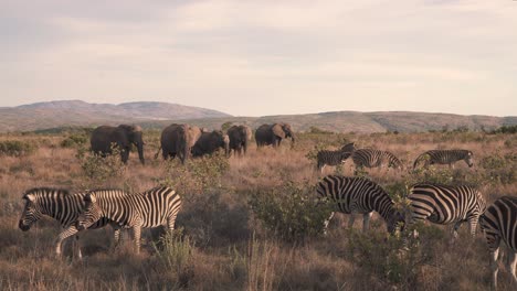 Herde-Von-Zebras-Und-Elefanten,-Die-In-Der-Afrikanischen-Savannenwiese-Weiden