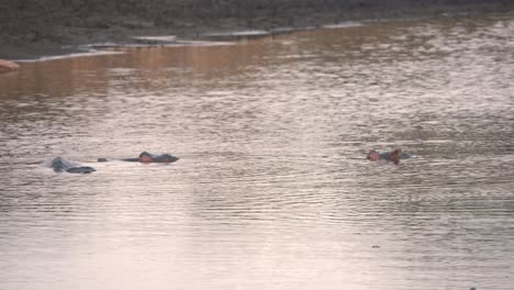 Eine-Gruppe-Von-Nilpferden,-Die-In-Einem-Schlammigen-Afrikanischen-Fluss-Schwimmen