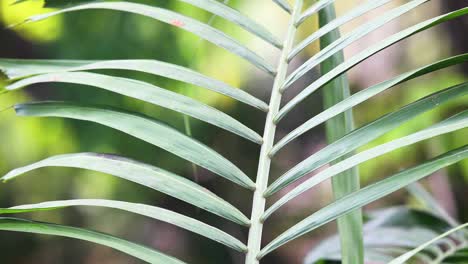 Close-Up-of-a-Green-Palm-Leave-Panning-Up-with-Pull-Focus-to-Background