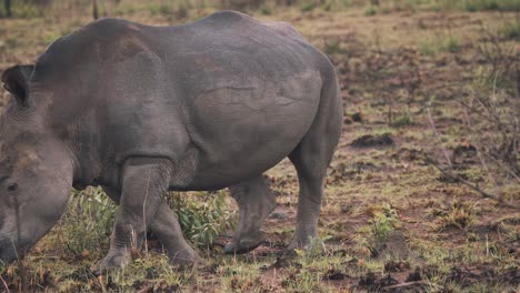 White-rhinoceros-in-muddy-african-grassland-walking-slowly-out-of-shot