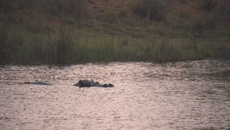 Hippo-submerged-in-river-slowly-turning-against-stream,-South-Africa