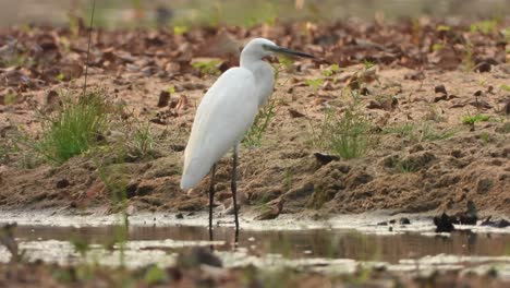Great-egret-in-lake-waiting-for-food-