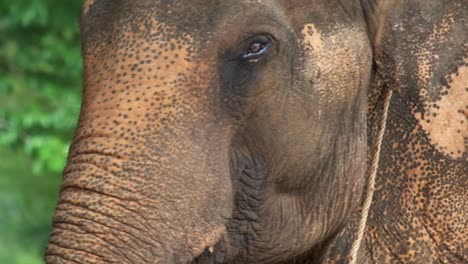 Asiatischer-Elefant-Nahaufnahme-Des-Kopfes