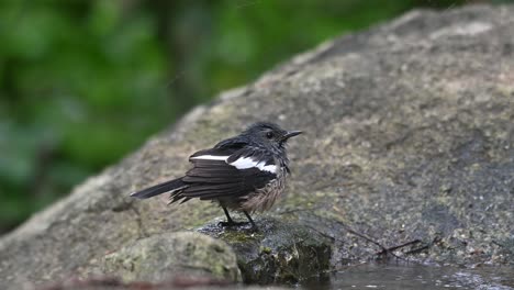 Perched-on-a-rock-while-shaking-its-feathers-to-dry-just-after-a-bath,-Oriental-Magpie-robin-Copsychus-saularis,-Thailand