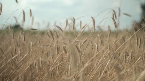 Wheat-field.-Harvest-background.-Summer