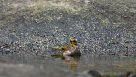 Having-a-good-time-bathing-and-then-goes-away,-Stripe-throated-Bulbul-Pycnonotus-finlaysoni,-Thailand