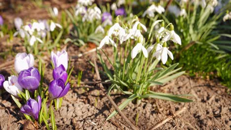 Crocuses-and-Snowdrops-Spring-Flowers-Close-up