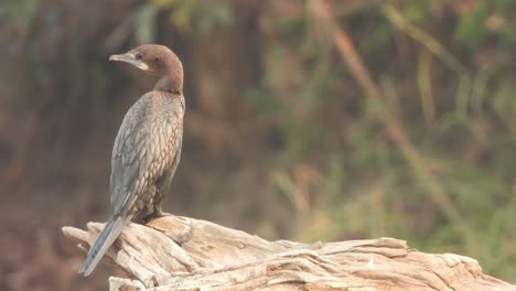 Cormorant-in-pond-area-waiting-for-pray-.