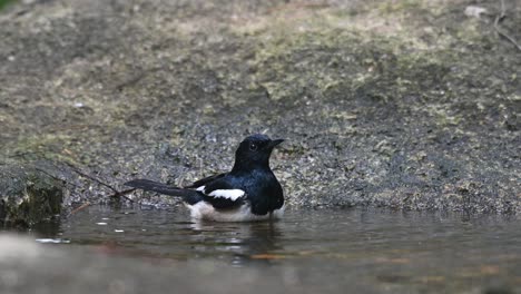 Un-Individuo-Masculino-Bañándose-En-Un-Bebedero-Para-Pájaros-En-El-Bosque,-Urraca-Oriental-robin-Copsychus-Saularis,-Tailandia