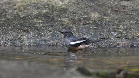 Facing-to-the-left-while-bathing-cooling-down-during-the-afternoon,-Oriental-Magpie-robin-Copsychus-saularis,-Thailand