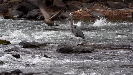 Great-Blue-Heron-Auf-Einem-Fluss-Mit-Gänsen-Im-Hintergrund-Unter-Flug