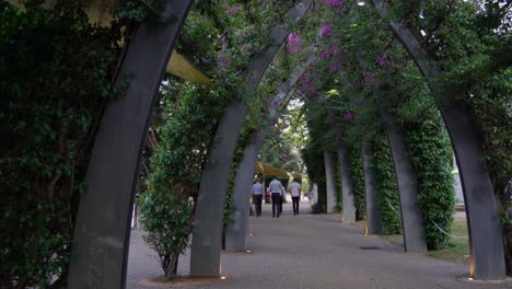 Point-of-view-handheld-motion-shot-walking-through-the-grand-arbour-pedestrian-walkway-covering-with-lush-green-foliage-and-brilliant-pink-flowering-bouganvilleas-in-spring-season-on-an-idyllic-day