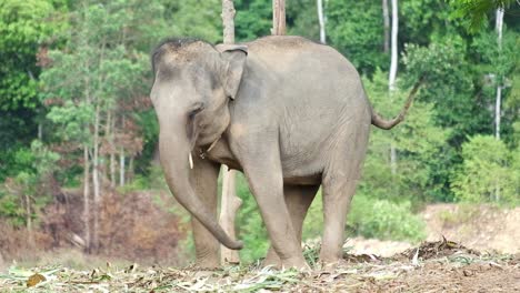 4K-Aufnahmen-Von-Wilden-Thailändischen-Indischen-Elefanten