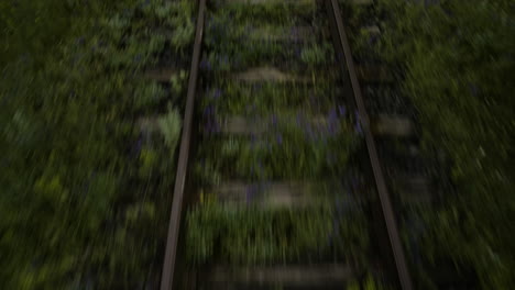Following-the-empty-railroad-tracks-through-the-forest