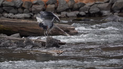 Great-Blue-Heron-Breitet-Seine-Flügel-Aus-Und-Nimmt-Einen-Schluck-Wasser
