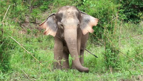 4K-Aufnahmen-Von-Wilden-Thailändischen-Indischen-Elefanten,-Die-Auf-Gras-Grasen