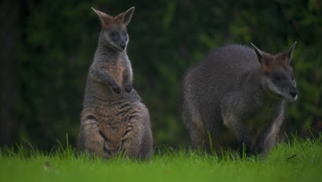 Swamp-Wallaby-grooming-its-fur,-second-one-grazing-in-green-grass
