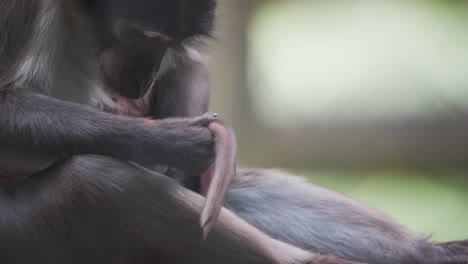 Sooty-Mangabey-monkey-mother-grooming-tail-fur-of-her-sleeping-baby