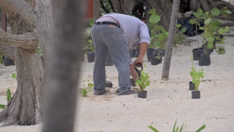 Trabajador-Jardinero-Plantando-Coccoloba-Uvifera-Una-Variedad-De-Plantas-Endémicas-De-Cancún-En-La-Arena-De-La-Playa