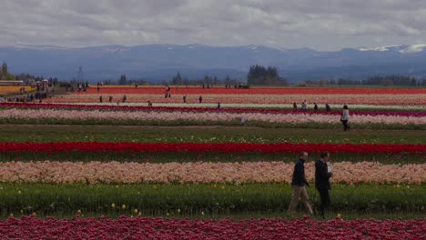 Dos-Hombres-Caminando-En-Primer-Plano-De-La-Granja-De-Tulipanes-De-Zapatos-De-Madera-En-Plena-Floración-Cerca-De-Portland-Oregon-En-Cámara-Lenta