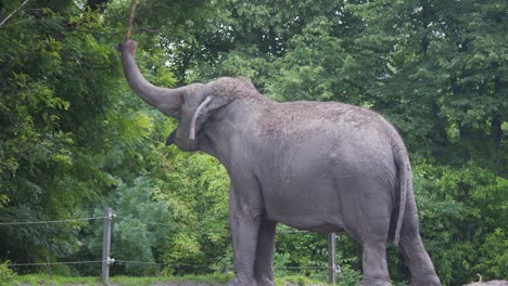 Asiatischer-Elefant-In-Der-Ausstellung-Pflücken-Und-Schwingen-Baumast-Mit-Rüssel