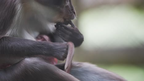 Sooty-Mangabey-monkey-mother-picking-fleas-from-tail-of-her-baby