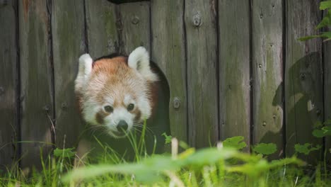 Red-panda-coming-out-of-wooden-animal-house-in-grassy-zoo-exhibit