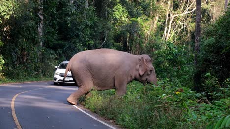 An-individual-pulling-grass-and-vine-to-eat-next-to-the-pavement-while-a-white-car-awaits-to-go-through,-Indian-Elephant-Elephas-maximus-indicus,-Thailand