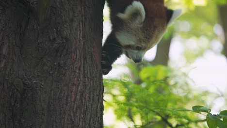Red-panda-climbing-down-coniferous-tree-trunk-using-its-paws,-Blijdorp