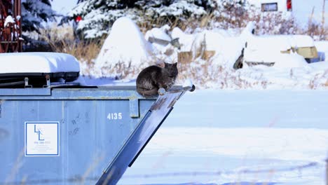 Cold-Cat-in-a-Trash-Dumpster-in-Montana-in-Dead-of-Winter-4K